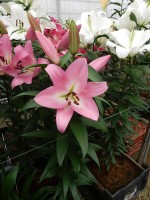 [5213 Cathay VZ No02.JPG]